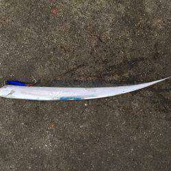 日本海エギングからの